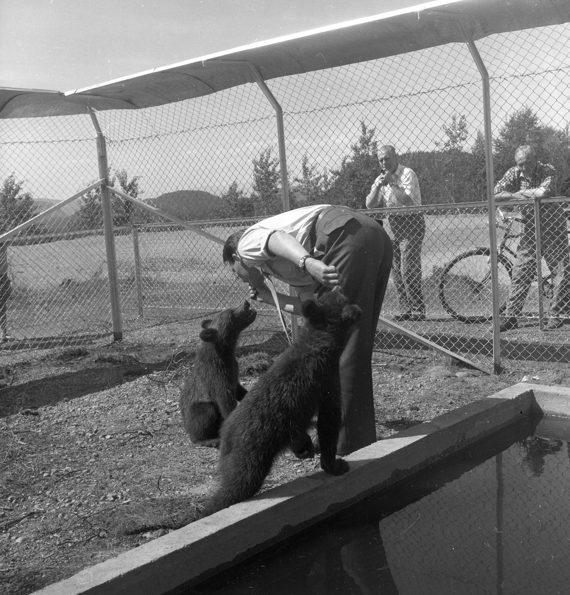 To bjørnunger som mates i dyrepark i Skien.
Fotografert 1958.