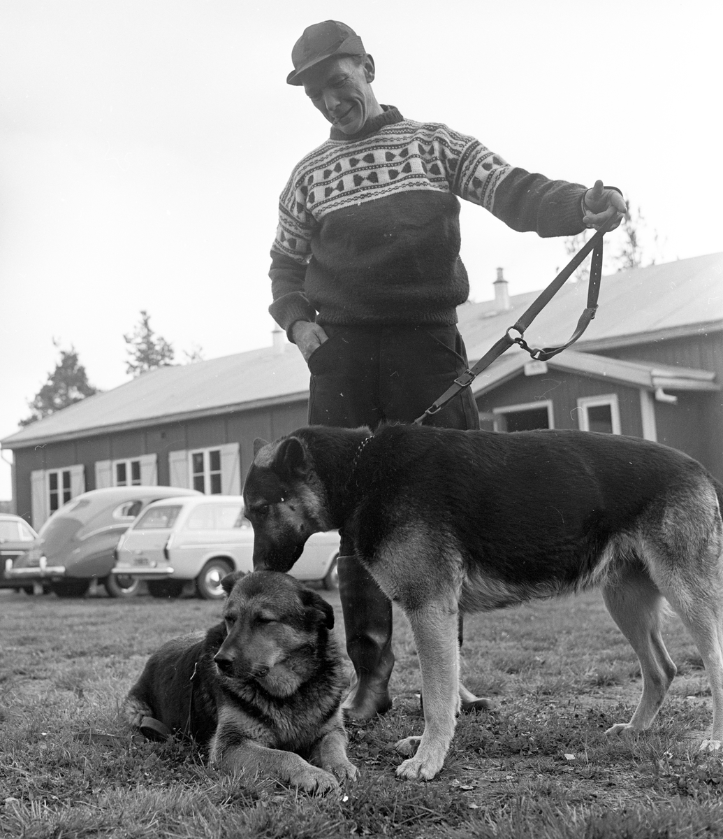 Politihund-konkurranse ved Hamar.
Fotografert 1963