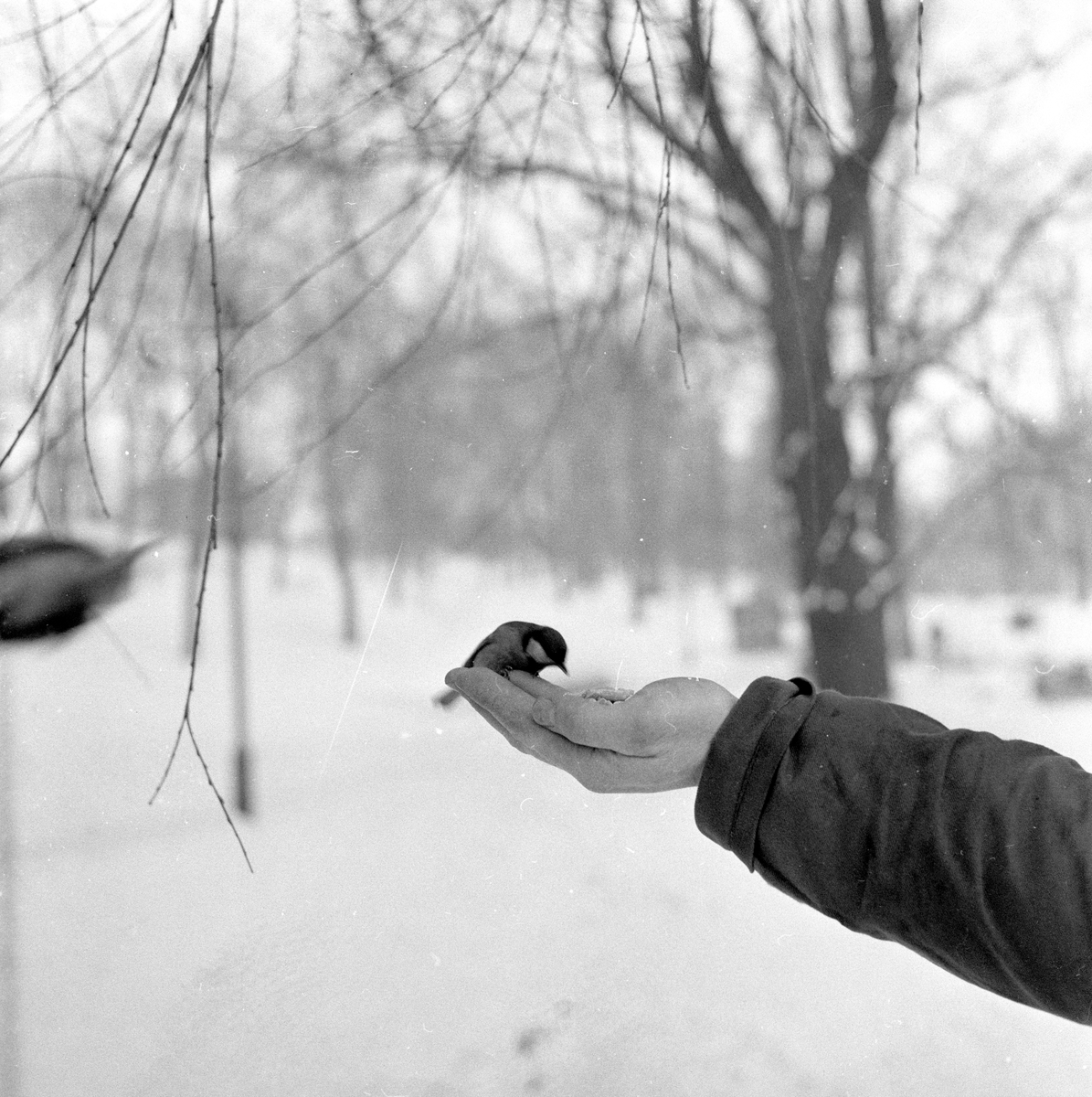 En fugl som mates fra hånd.
Fotografert 1956.