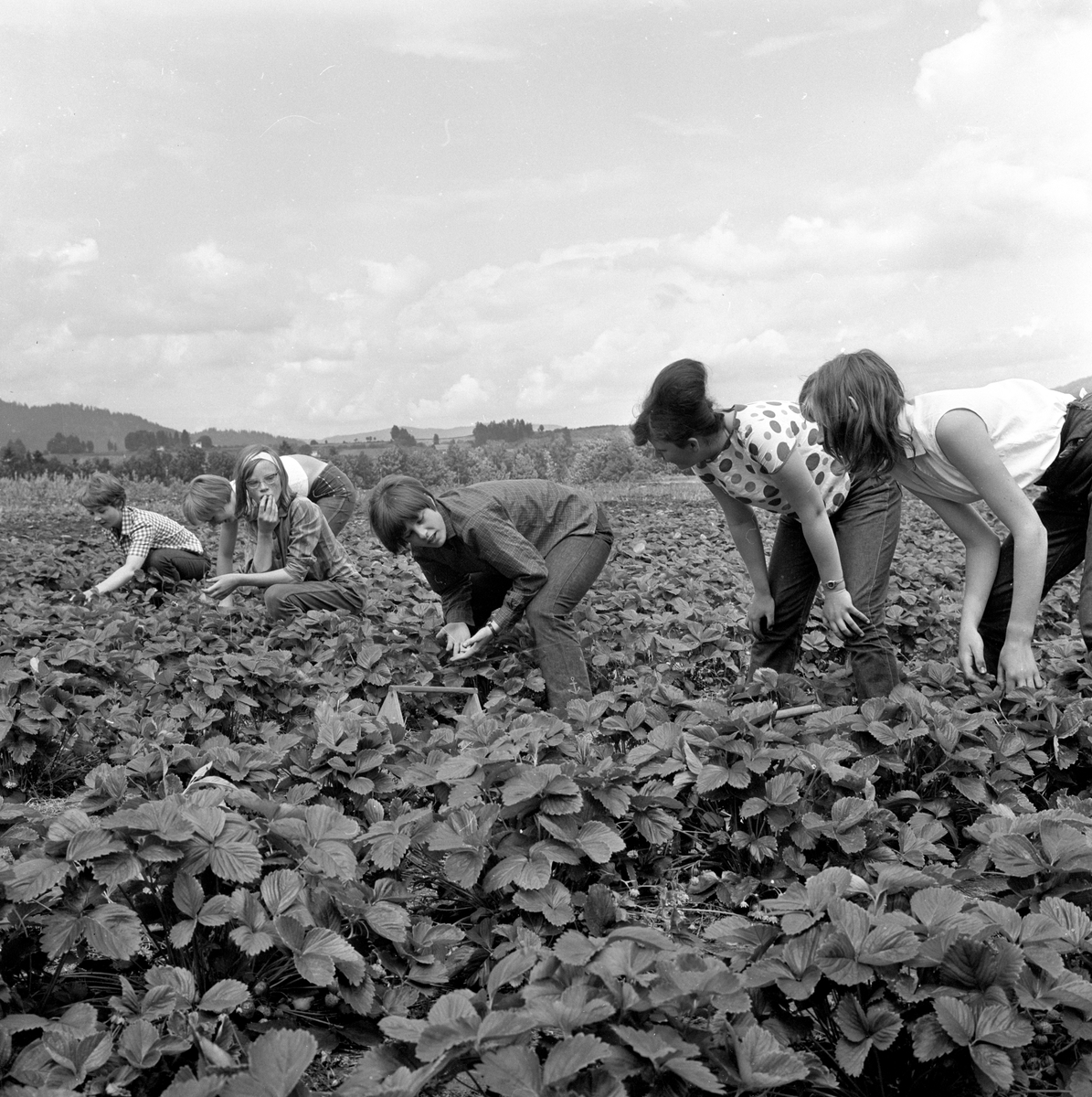 Jordbærplukkere. 
Fotografert 1960.