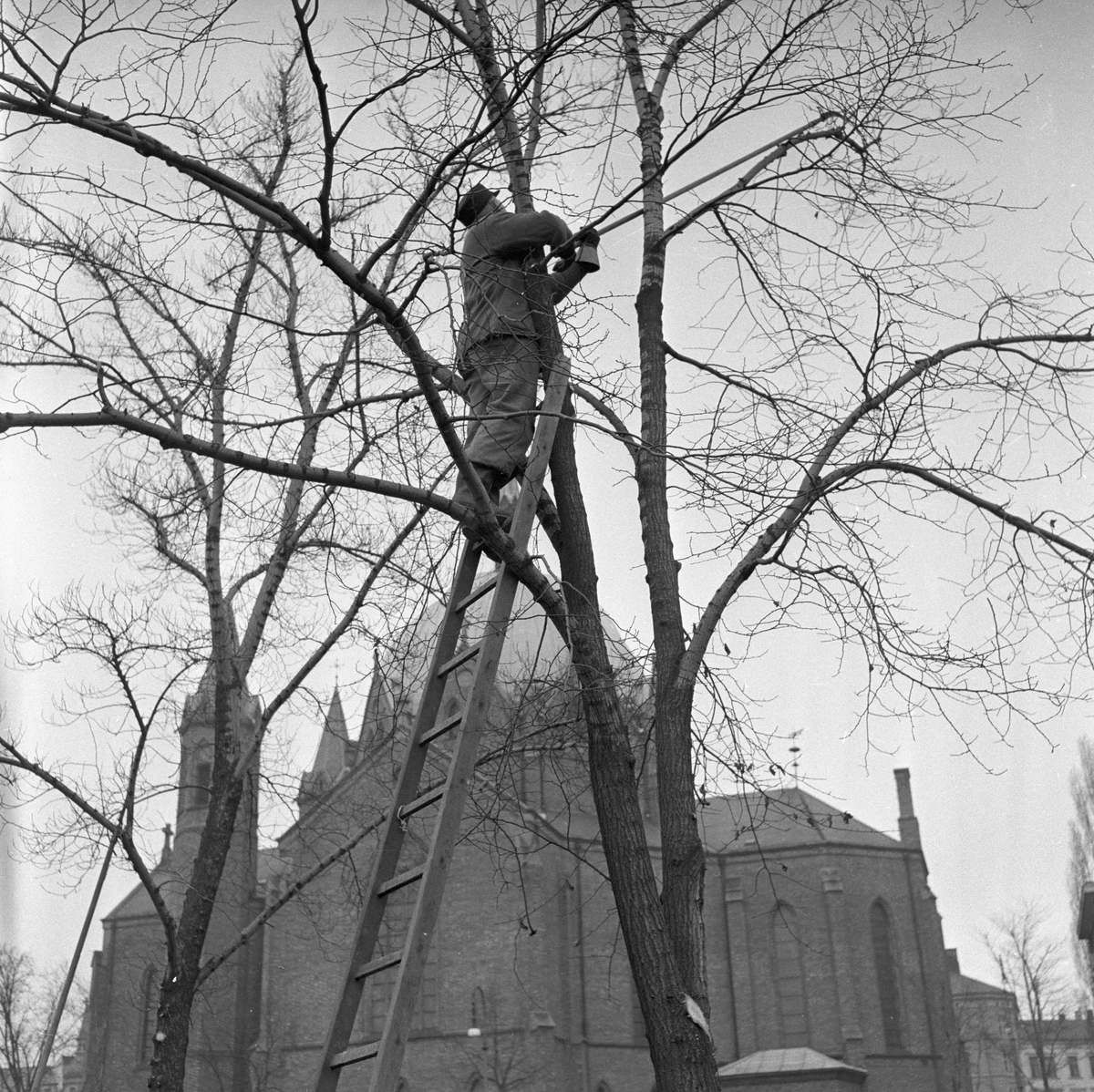 Trær i Oslo.  Kutting av kvister.  Kirke i bakgrunn.
Fotografert 1957.
