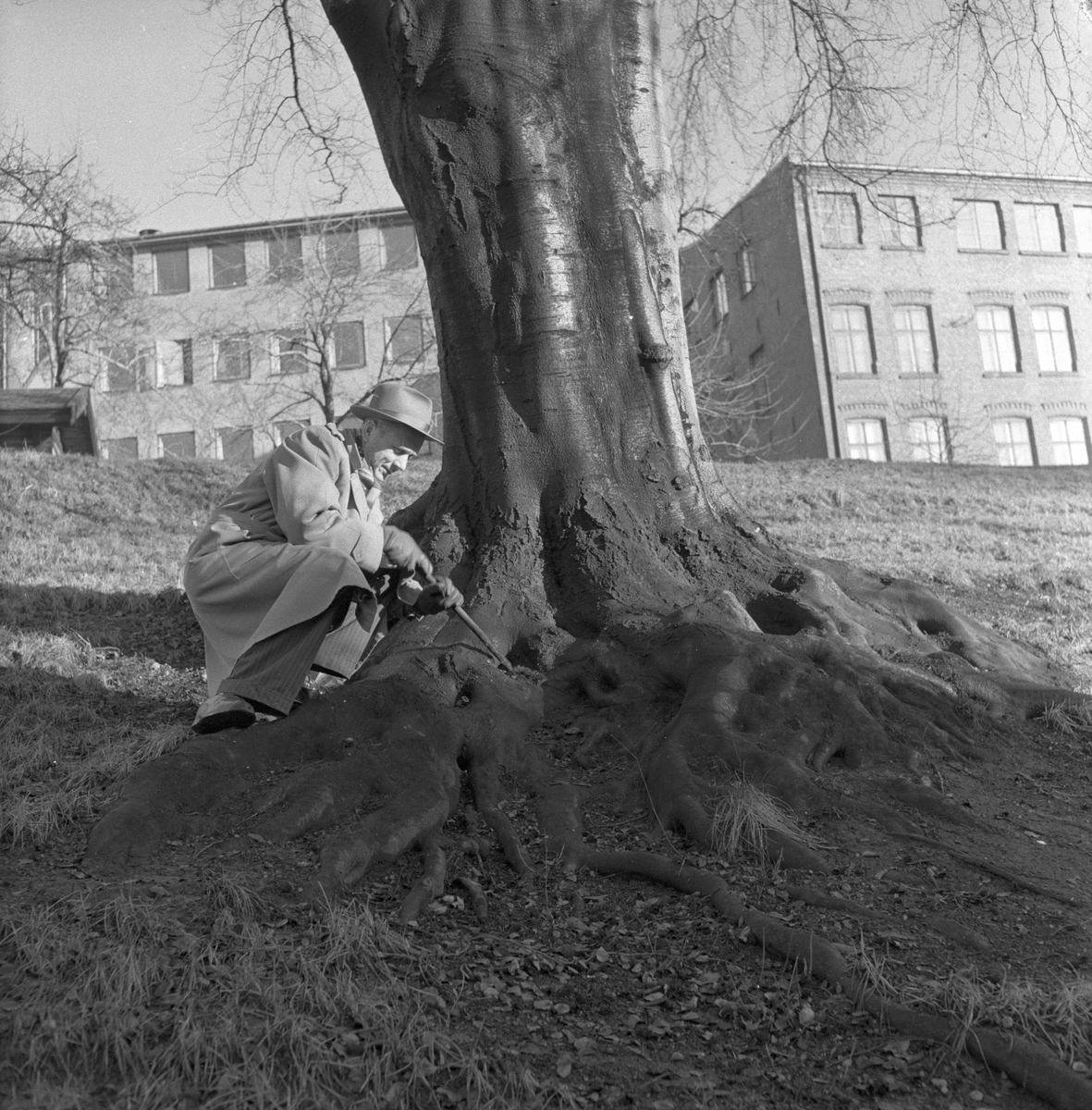 Trær i Oslo. Mann ved treets røtter.
Fotografert 1957.