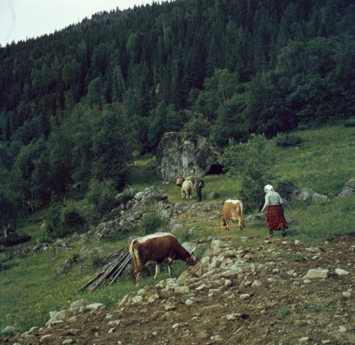 Buføring hos Eilif Hefte i Ål i Hallingdal, 1963.