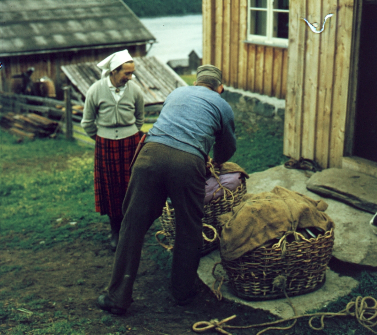 Buføring hos Eilif Hefte i Ål i Hallingdal, 1963.