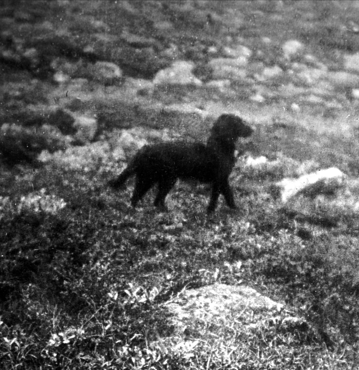 Avfotografering.
Hund i landskap. Utendørsbilde.