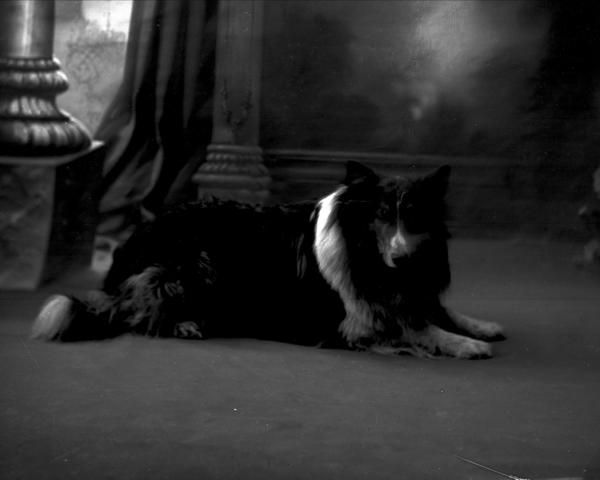 Portrett, general Bratlies hund, en collie.