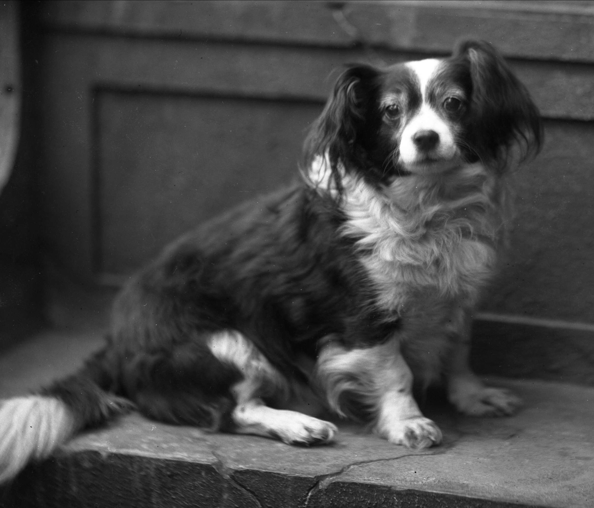 Portrett, en liten hund. Kjøpmann Kristian Hansens hund.