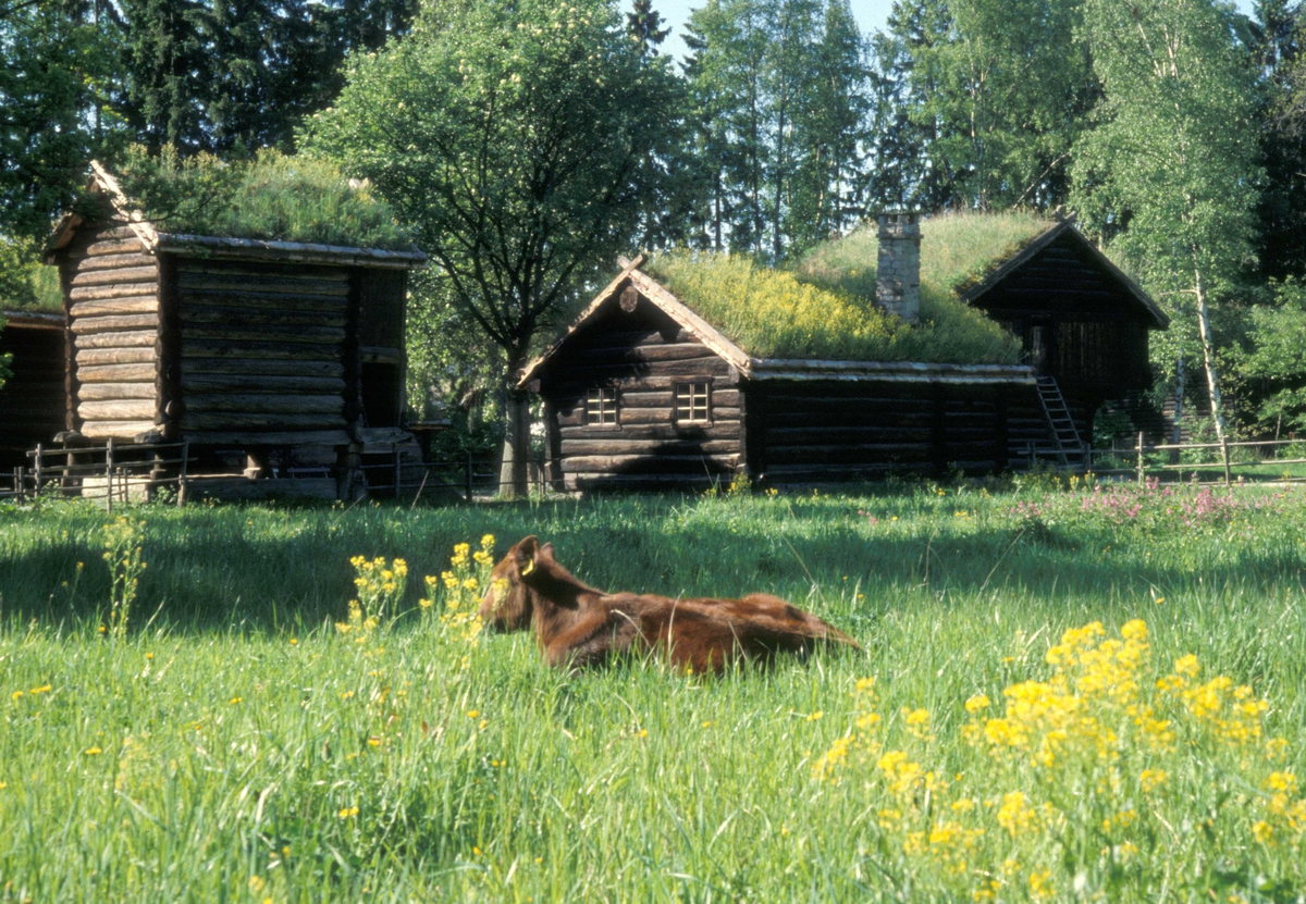 Hallingdalstunet med enga og ei ku i forgrunnen.