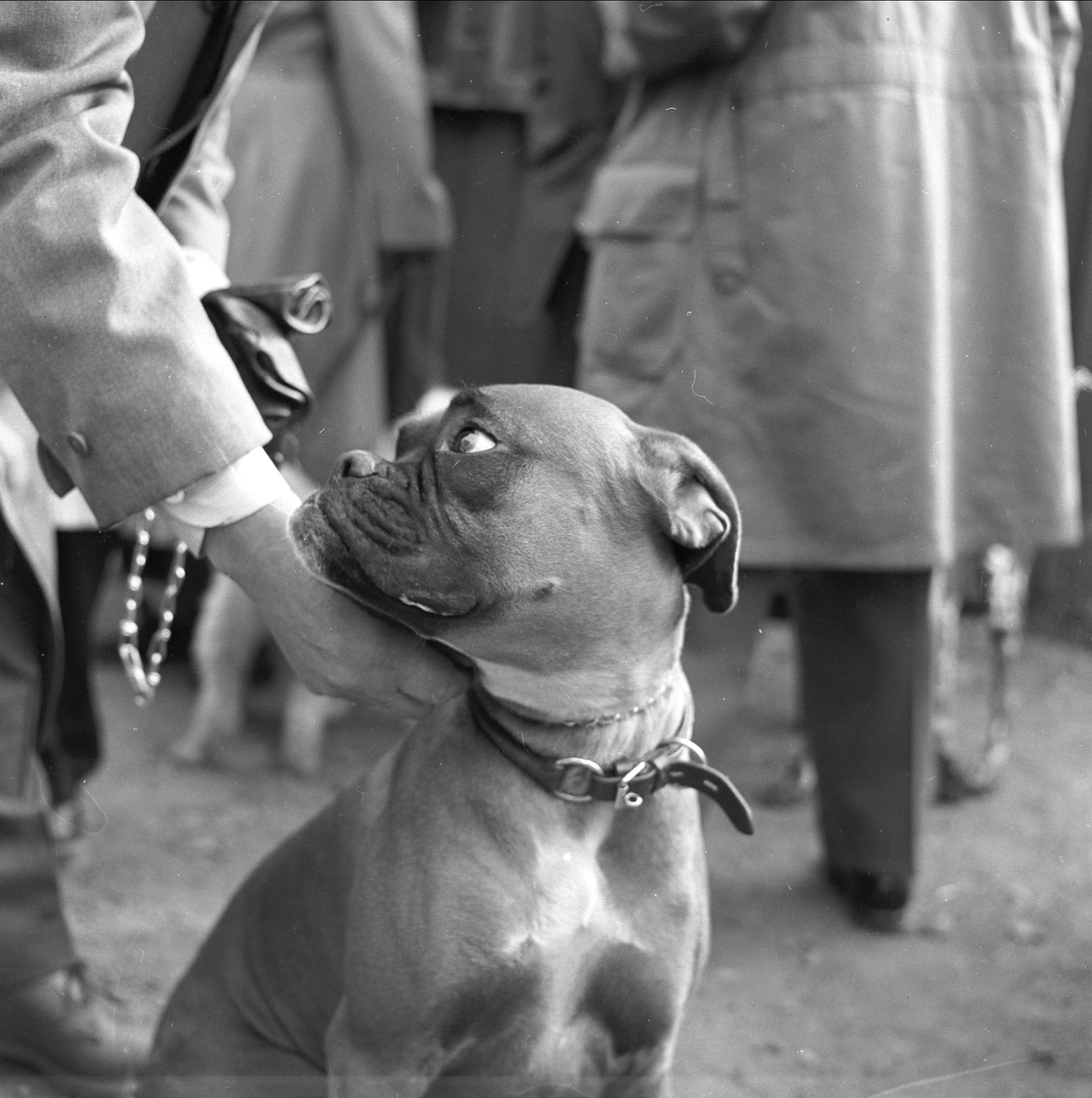 Hund på hundeutstilling. Frogner, Oslo, mai 1956.