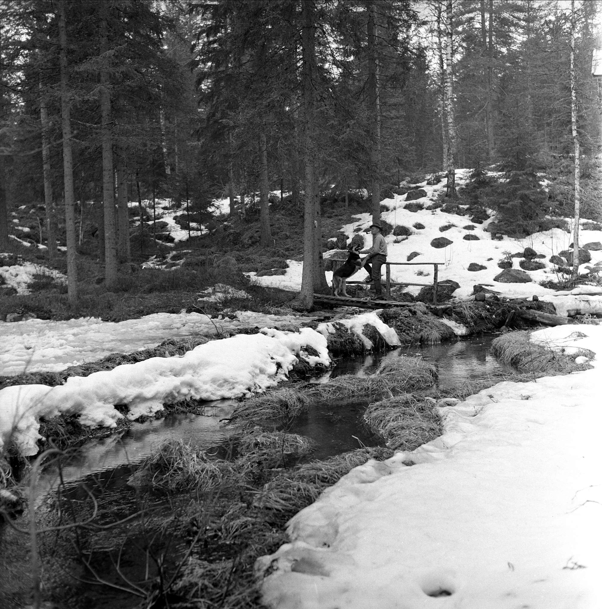 Mann på bru i skogen, april 1963.