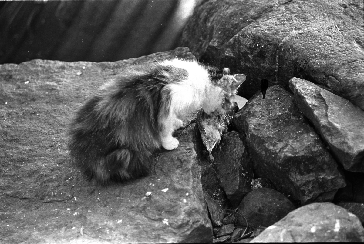 Lillehavn, Lindesnes, 1967, katt prøver jaktlykken.