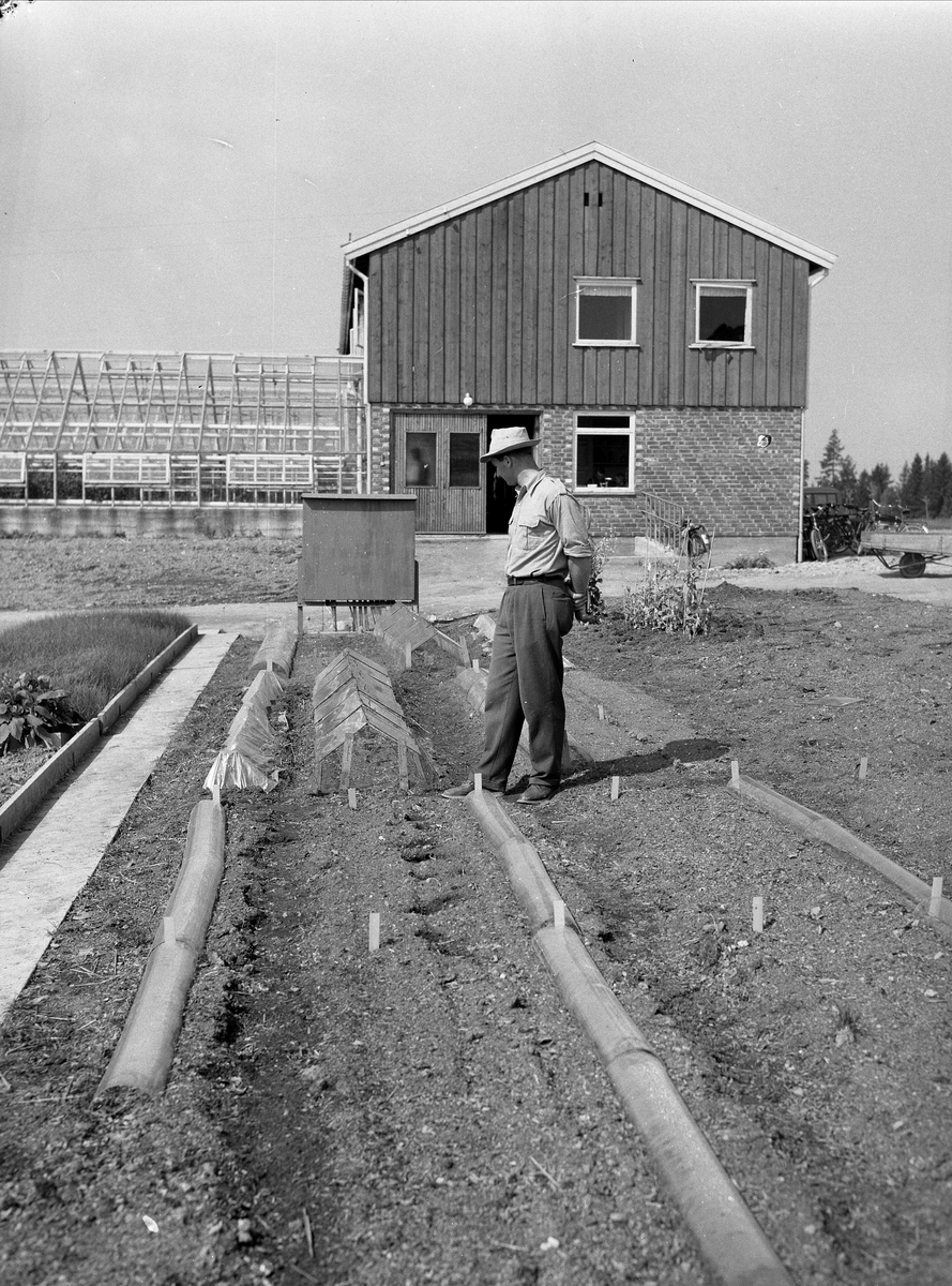 Ås Landbrukshøgskole, Ås, 29.05.1954. Etablert 1859, heter nå UMB - Universitetet for miljø- og biovitenskap.