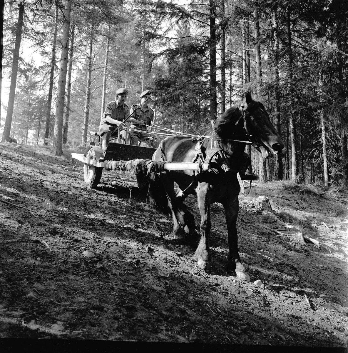 Starum, Østre Toten, Oppland, 07.07.1956. Hest og kjerre.