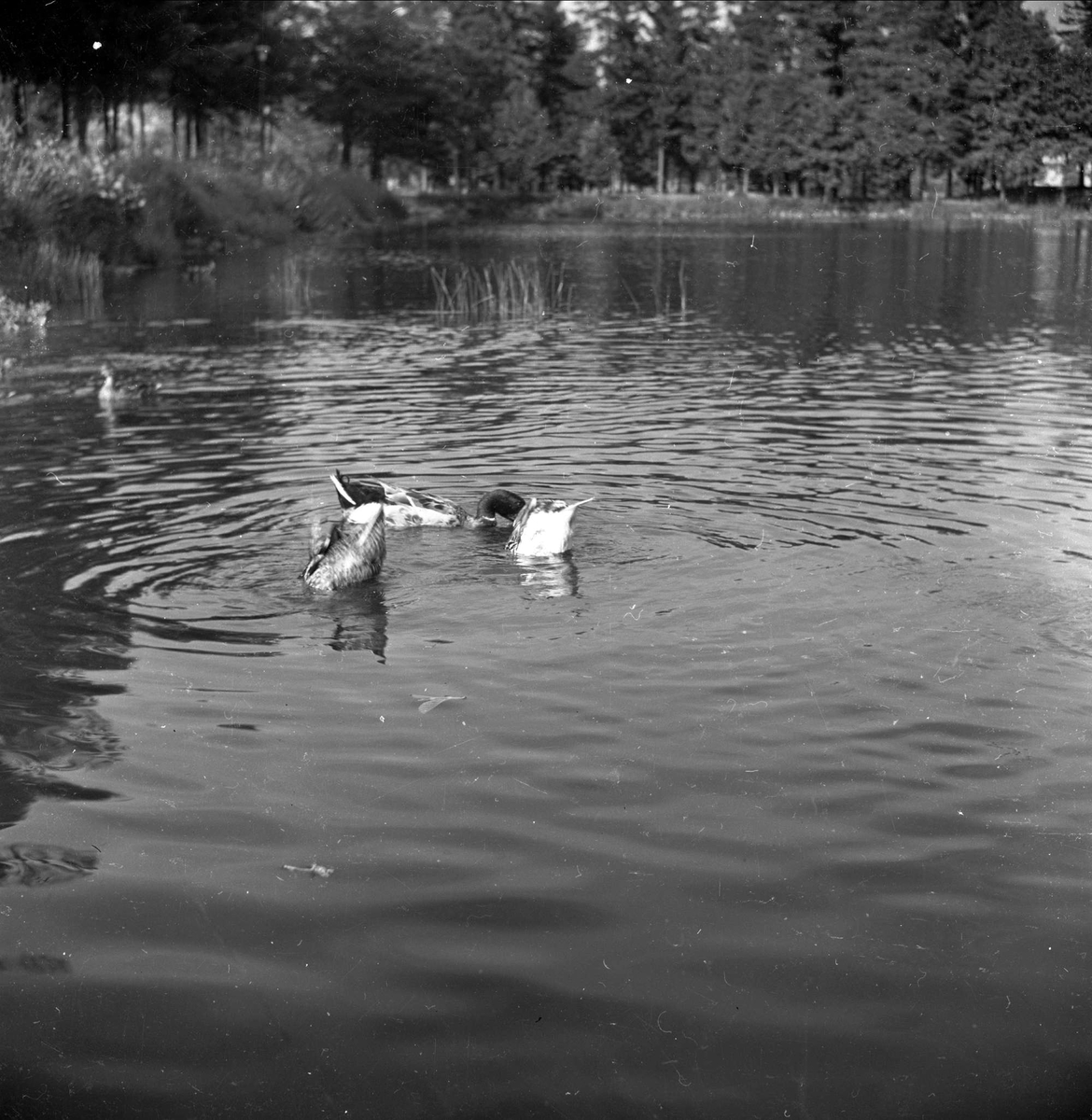 Bugårdsparken, Sandefjord, Vestfold, juli 1951. Ender.