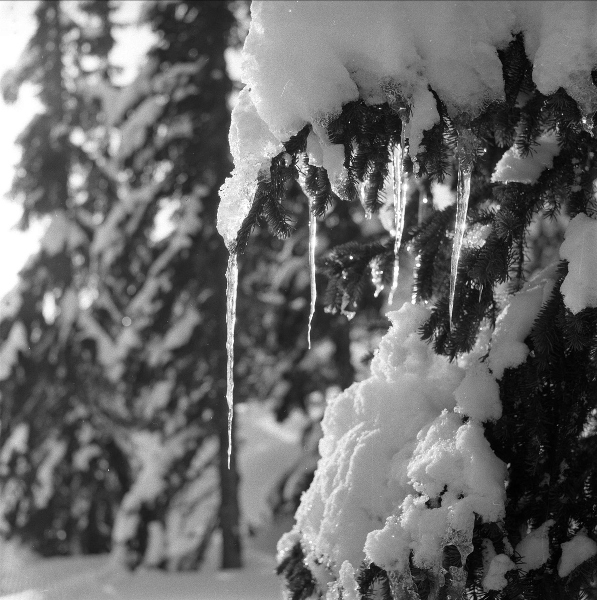 Trysil, Hedmark, februar 1955. Vinterskog.