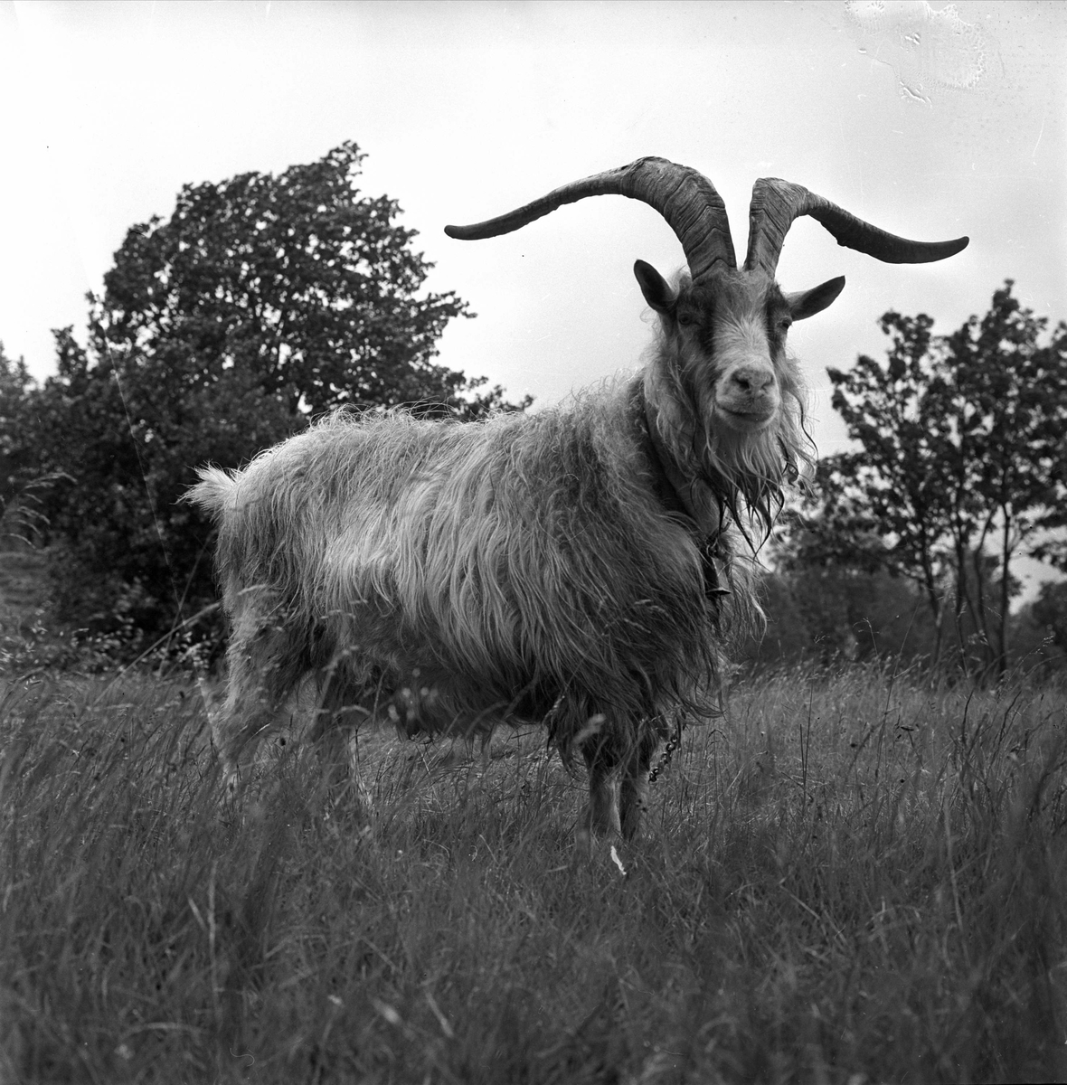 Ullevålseter, Oslo, 18.07.1964. En geitebukk.
