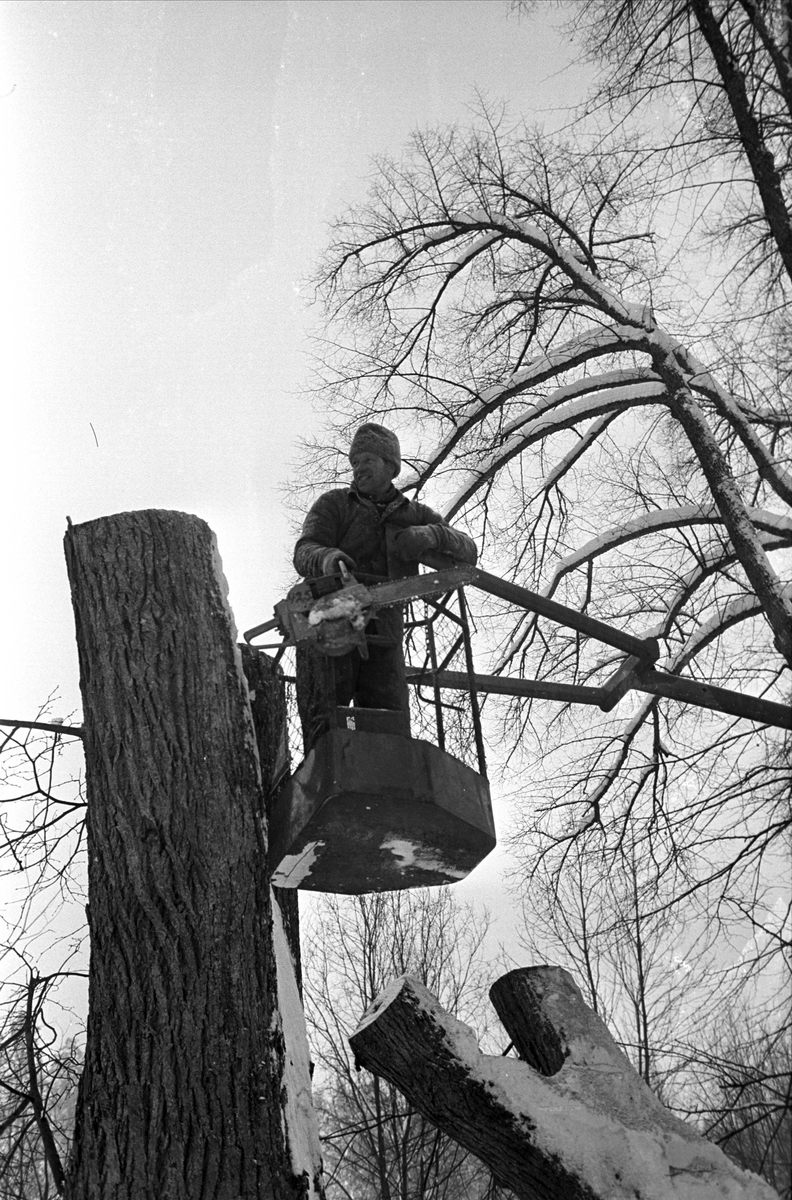 Oslo, Ljan, februar 1967, hugging av lindealléen.