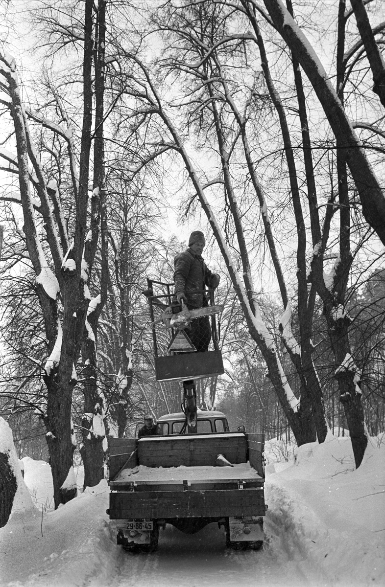 Oslo, Ljan, februar 1967, hugging av lindealléen.