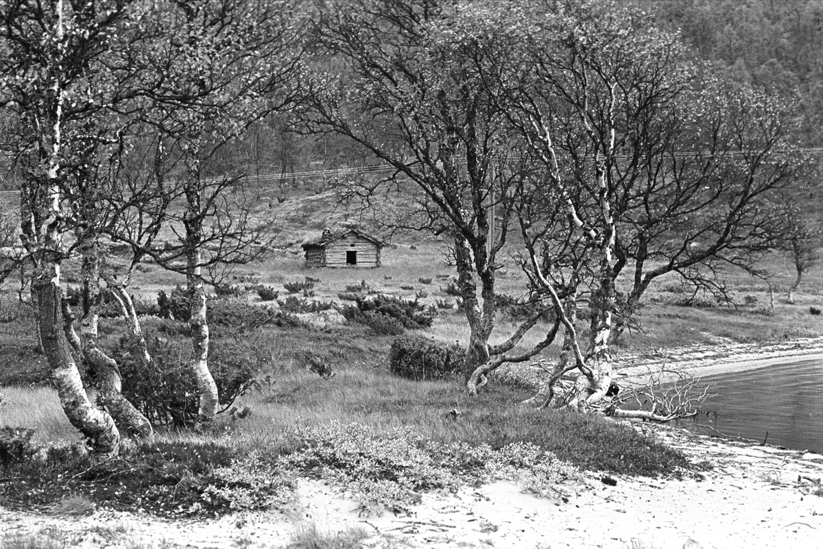 Setesdal, september 1964, fra Dalen til Valle, naturopplevelser. Løe i vannkanten.