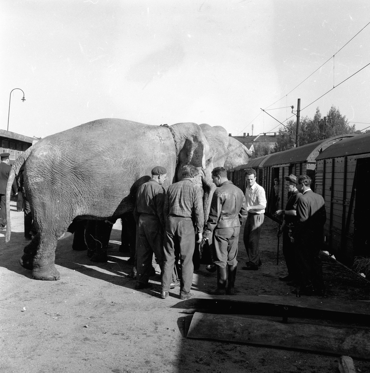 Oslo, 27.09.1954, Sirkus Zoo i Oslo, elefanter i byen.