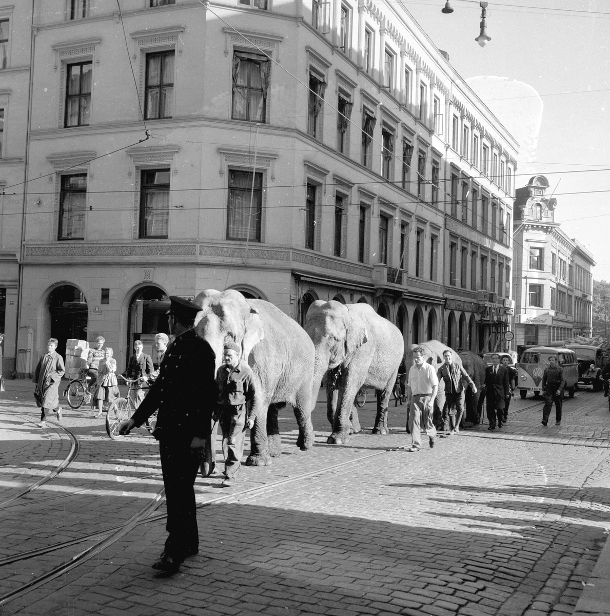 Oslo, 27.09.1954, Sirkus Zoo i Oslo, elefanter i byen.