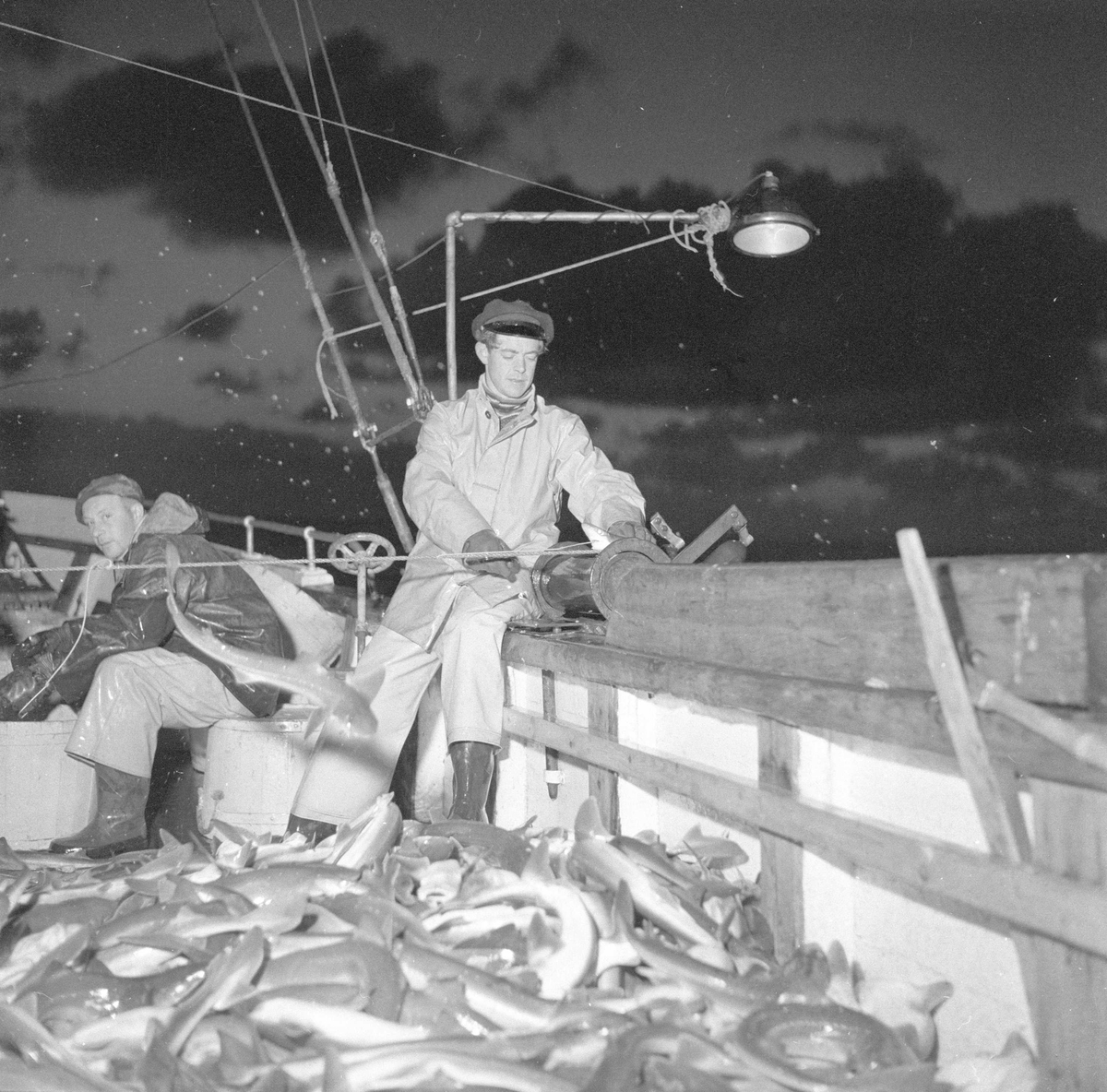 Pigghåfiske på Shetland.
Shetland, 14-22. mai 1958, storfangst på dekk.