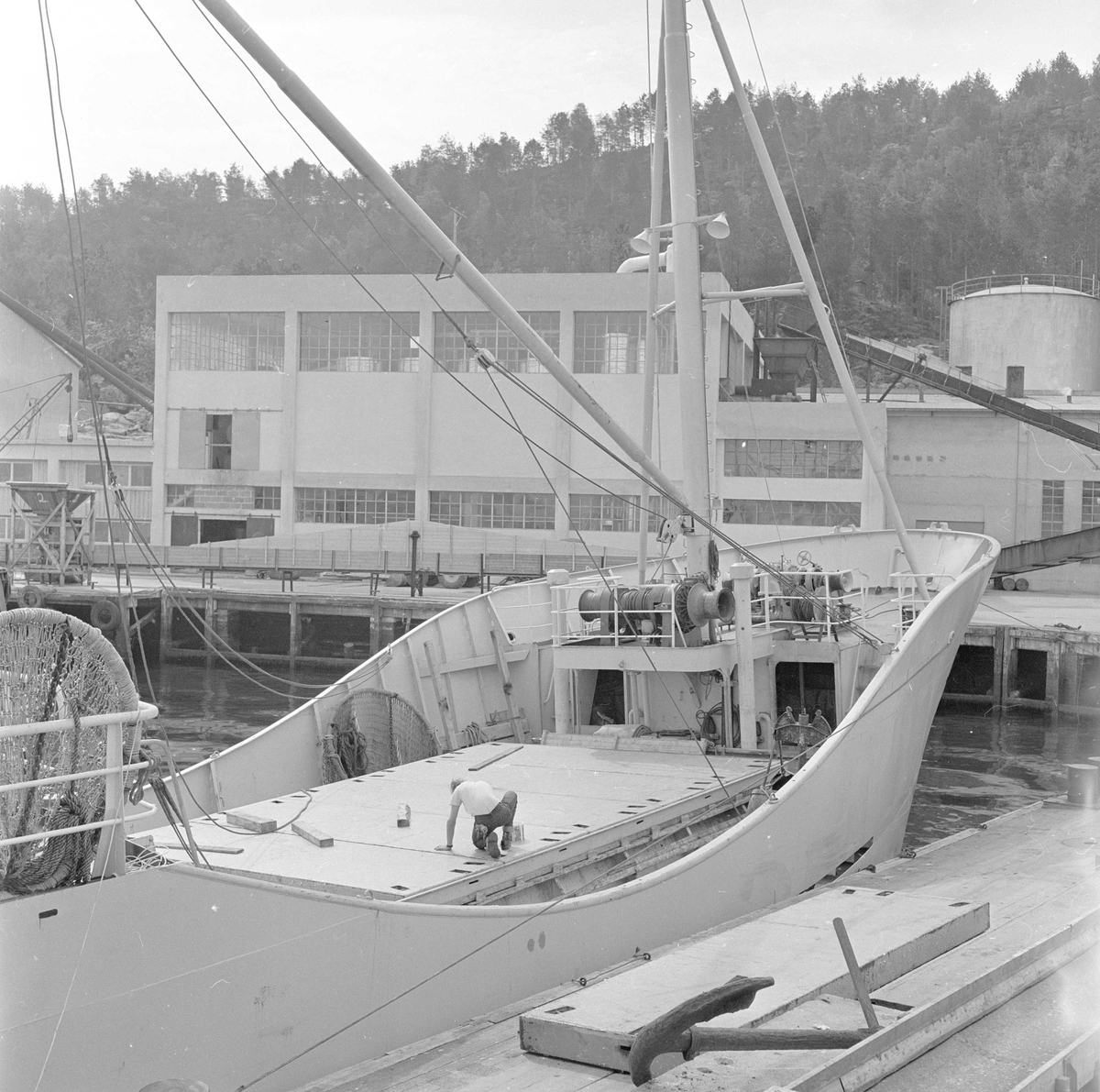 Ålesund, august 1958, sildefiske, fra fiskemottaket, føringsbåt ved kai.