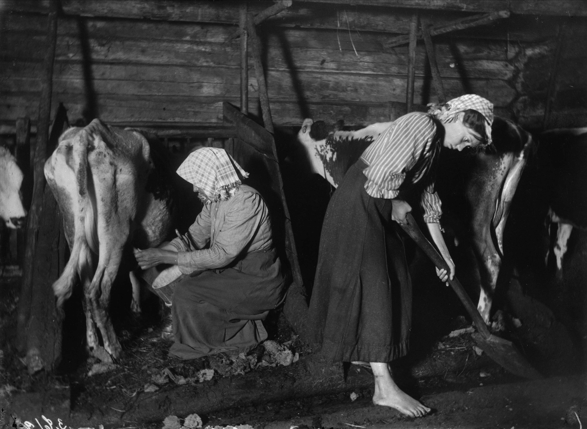 Boskapsskötsel i ladugården. Kvinna sitter och mjölkar en mager ko medan barfota flicka mockar. Mangskogs socken, Värmland, 1911. Bildtext (ur N. Keyland: Svensk Allmogekost, 1919): "Mjölkning och städning i fjuset. Fotografi från sommaren 1911, då korna till följd av stark torka och brist på bete blevo osedvanligt magra." Ur löptext: "Kvinnan, som mjölkar, sitter på en liten pall av primitiv tillverkning. Mellan sina knän håller hon ´kollan´, stävan, ett laggkärl med vanligen rakt uppstående stavar, den bakersta av dem förlängd och formad till ett handtag, ´öre´. Mjölkningen utföres omväxlande med ´klämming´ och ´draing´, metoder, vari alla mjölkerskor äro hemma. Ur kollan slås, om så behöves, mjölken i ett större förvaringskärl".