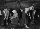 Boskapsskötsel i ladugården. Kvinna sitter och mjölkar en mager ko medan barfota flicka mockar. Mangskogs socken, Värmland, 1911. Bildtext (ur N. Keyland: Svensk Allmogekost, 1919): 