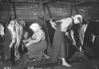 Boskapsskötsel i ladugården. Kvinna sitter och mjölkar en mager ko medan barfota flicka mockar. Mangskogs socken, Värmland, 1911. Bildtext (ur N. Keyland: Svensk Allmogekost, 1919): 