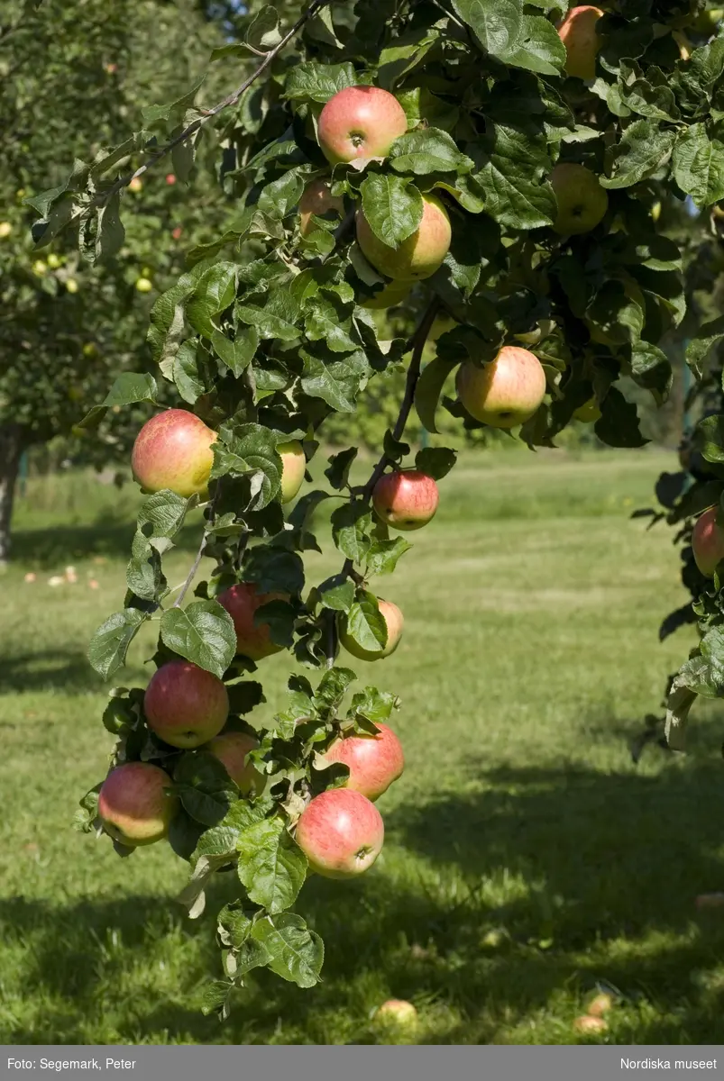 Äpplen, Strimmig vinterkavill äpple , Julita gårds fruktträdgård - Pomarium, del i Nordiska Genbanken (NGB), 2009