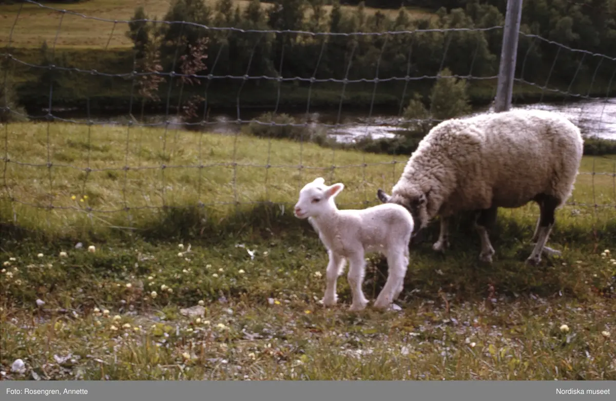 Bruksvallarna, fäbod, 1974. Byggnader, djur, människor och natur.