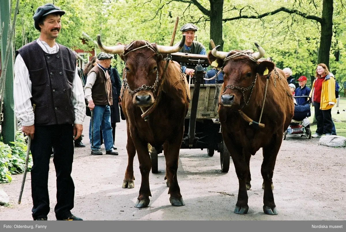 Dragoxarna Lasse och Bosse från Frödinge hembygdsförening visas upp på Skansen.