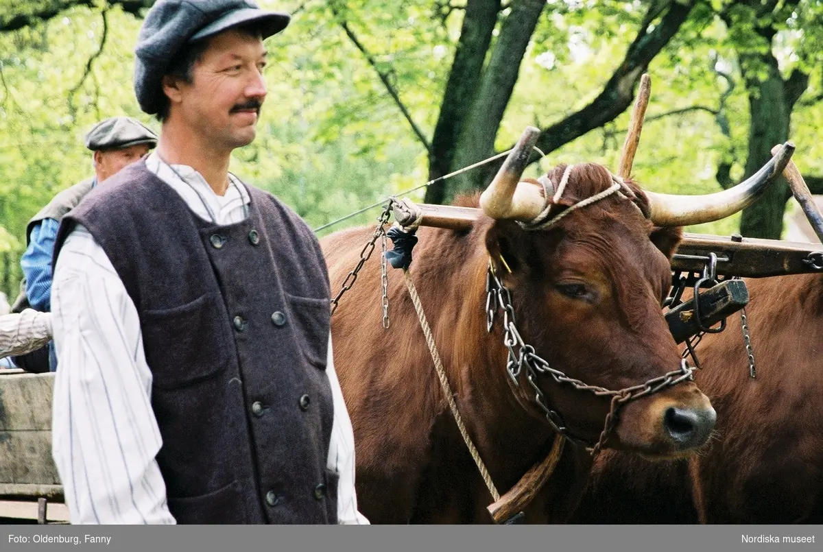 Dragoxarna Lasse och Bosse från Frödinge hembygdsförening visas upp på Skansen.