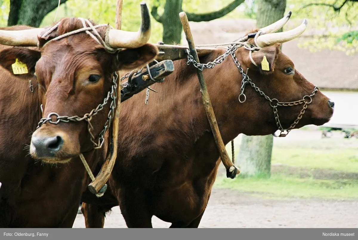 Dragoxarna Lasse och Bosse från Frödinge hembygdsförening visas upp på Skansen.