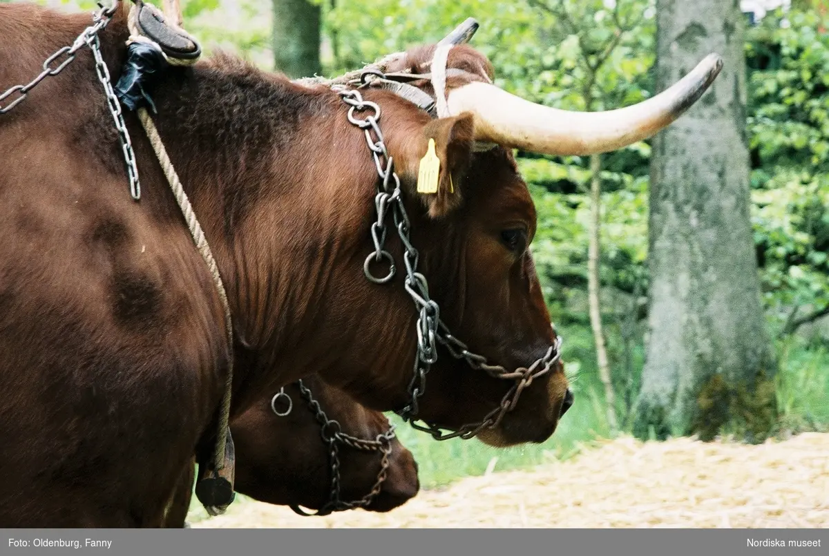 Dragoxarna Lasse och Bosse från Frödinge hembygdsförening visas upp på Skansen.