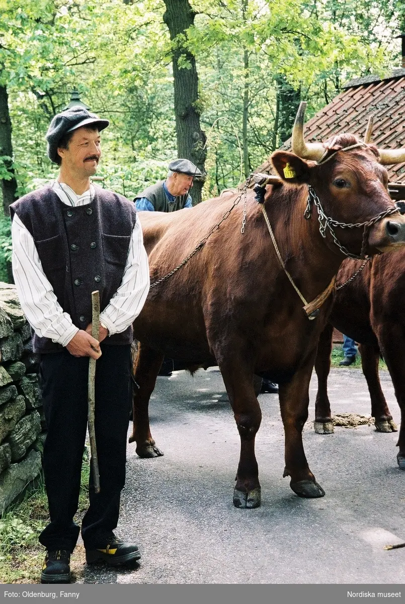 Dragoxarna Lasse och Bosse från Frödinge hembygdsförening visas upp på Skansen.