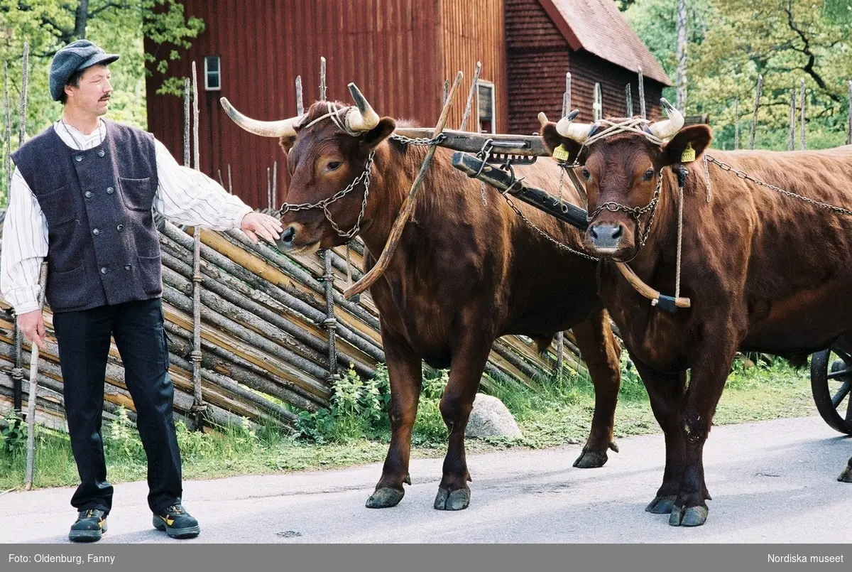 Dragoxarna Lasse och Bosse från Frödinge hembygdsförening visas upp på Skansen.