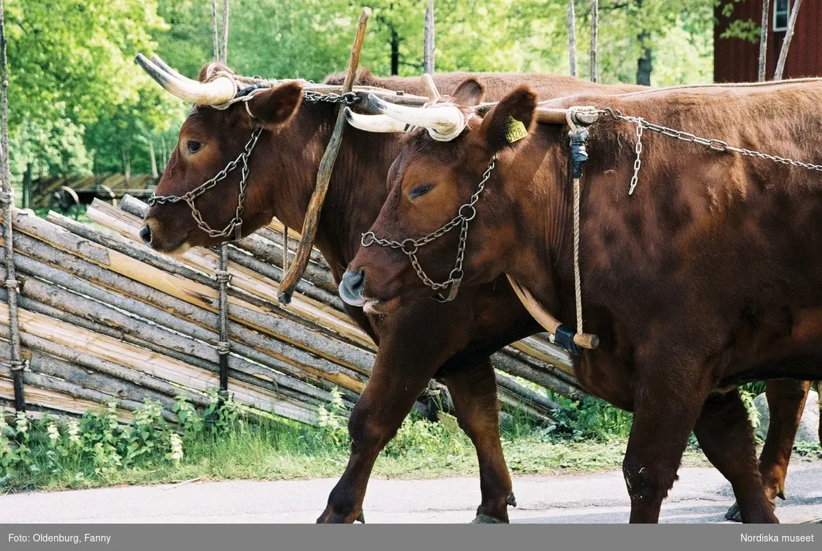 Dragoxarna Lasse och Bosse från Frödinge hembygdsförening visas upp på Skansen.