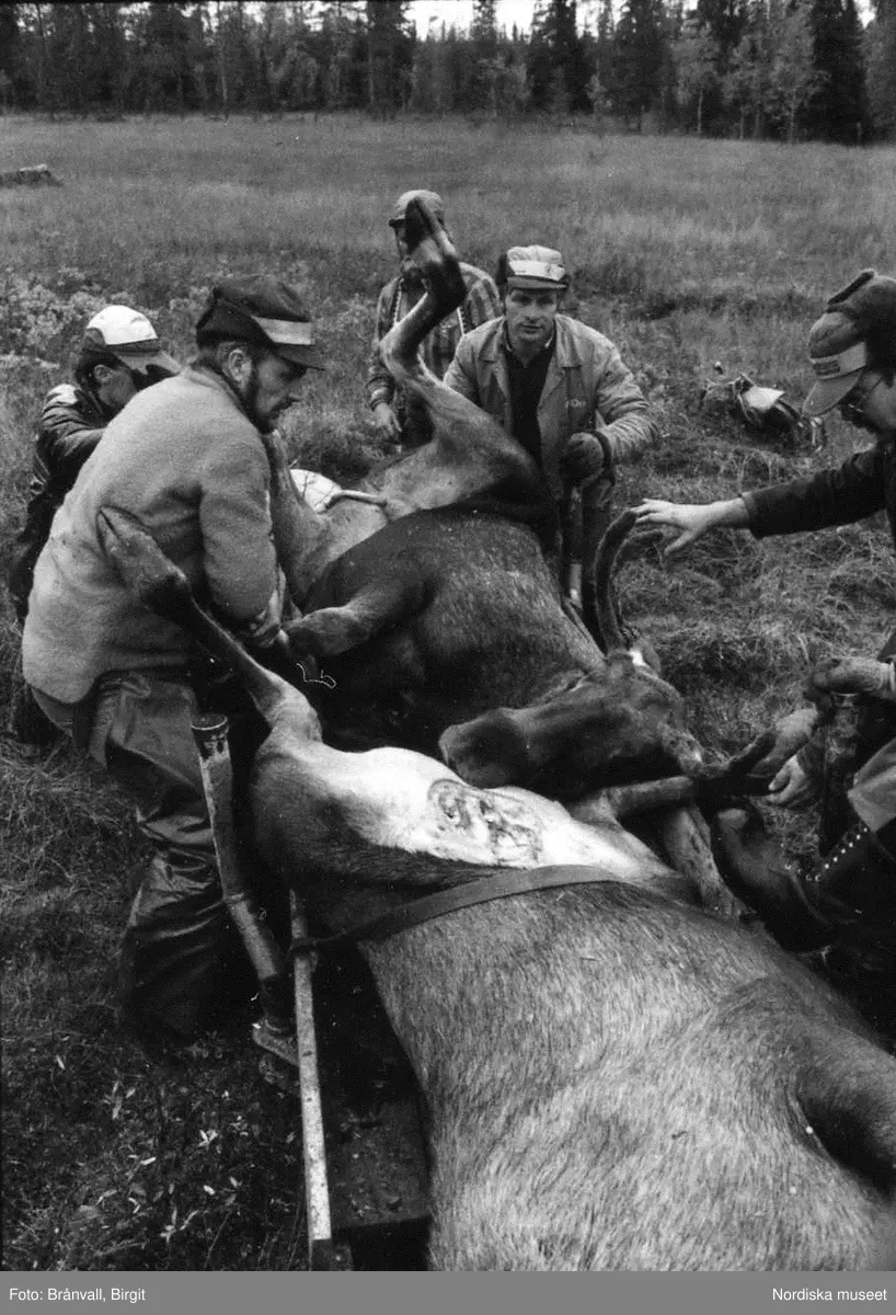 Storuman 1984. Älgjakt. Dokumentation i samband med filminspelning "Med kroppen i tärorten och själen i naturen".