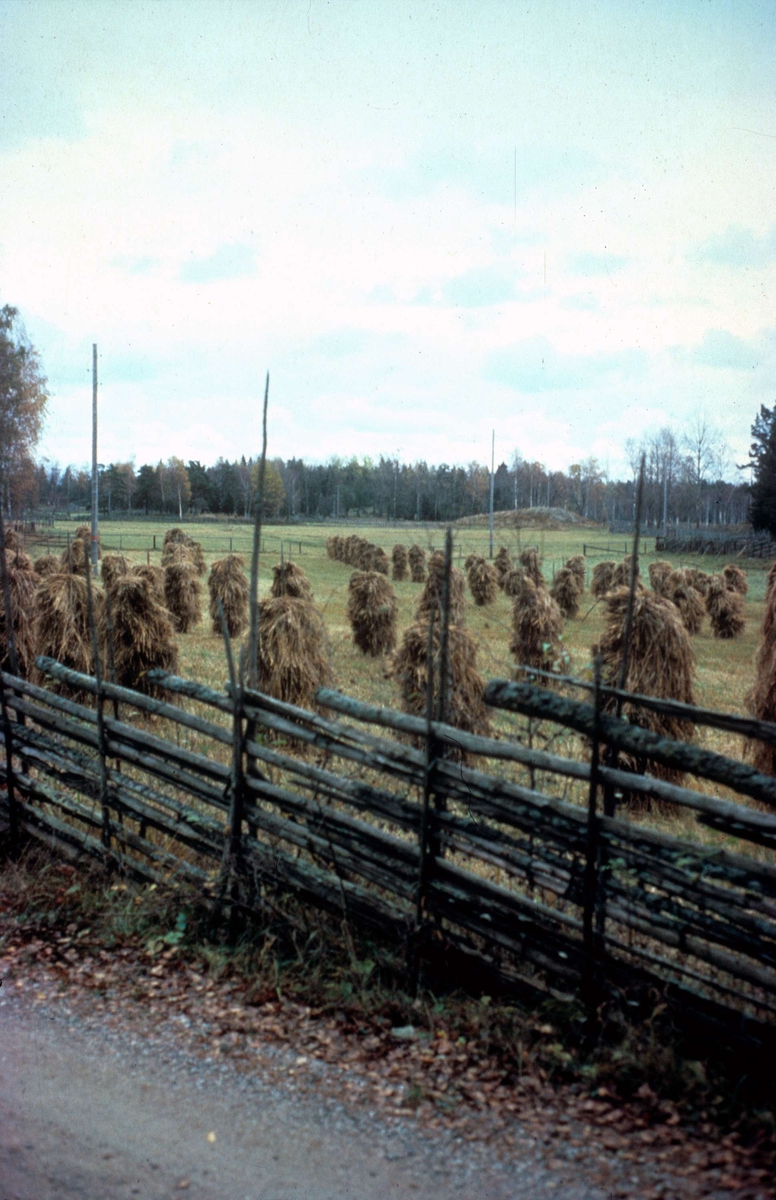 Åkermark med sädesskylar/rökar, Lönnholmen, Gräsö, Uppland 1981