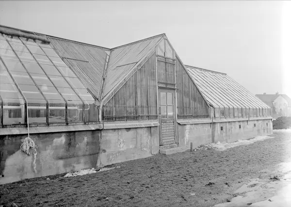 Växthus, Botaniska trädgården, Uppsala 1942