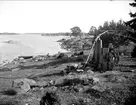 Strand nära Öregrund, Uppland i juli 1924