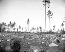 Kalhygge med frötallar, Forsmarks socken, Uppland juli 1915