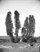 Enar i Börstils socken, Uppland, juli 1915