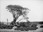 Träd på Örskär, Gräsö socken, Uppland 1925