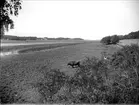 Strandäng vid Dalbyviken, Hammarskog, Dalby socken, Uppland september 1929