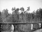 Blandskog vid Morgongåva, Vittinge socken, Uppland år 1920