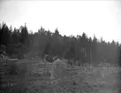 Runsten vid Läby vad, Läby socken, Uppland i september 1919