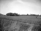 Oldingslandskap i Uppsala-Näs socken, Uppland september 1924. Bakom träden skymtar Uppsala-Näs kyrka.